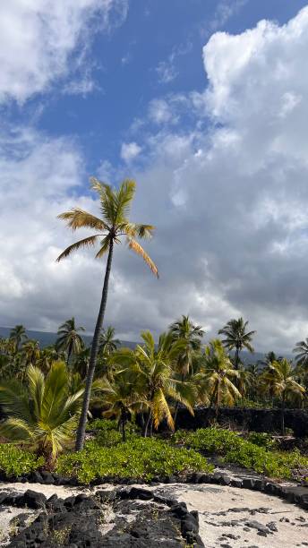 istock Beautiful Nature Shots In Hawaii 1368185469