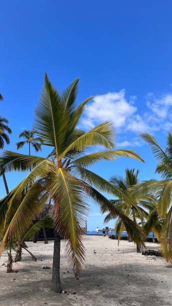 istock Beautiful Nature Shots In Hawaii 1368185511
