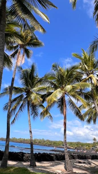 istock Beautiful Nature Shots In Hawaii 1368185541