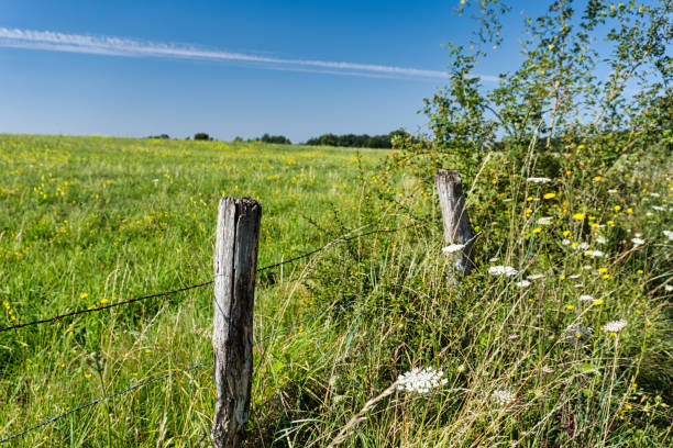istock Rural scene with fields, fence and wildflowers 1368187252