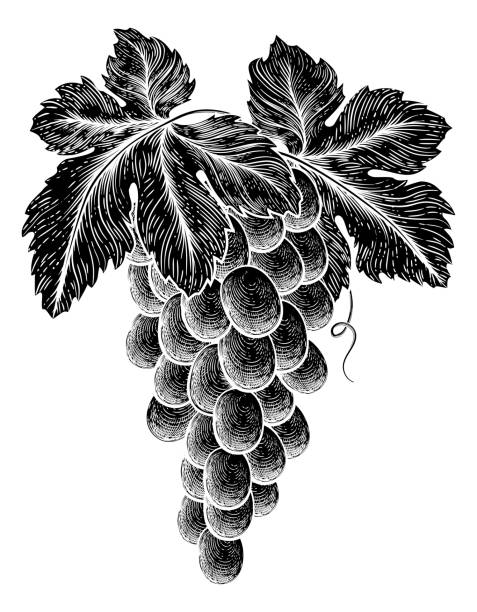 ilustraciones, imágenes clip art, dibujos animados e iconos de stock de manojo de uvas en vid con hojas - vine label grape wine