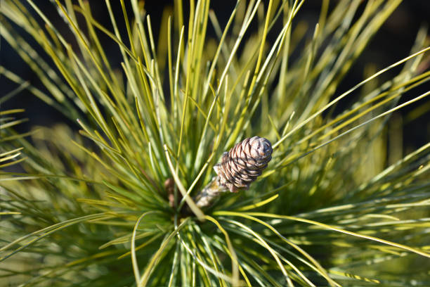 Himalayan pine Frosty Himalayan pine Frosty - Latin name - Pinus wallichiana Frosty pinus wallichiana stock pictures, royalty-free photos & images