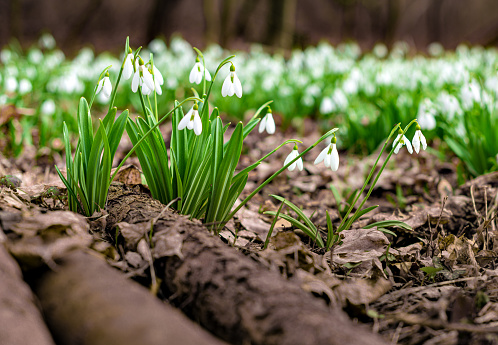 Clumps of spring sprouting white and green snowdrops Galanthus nivalis