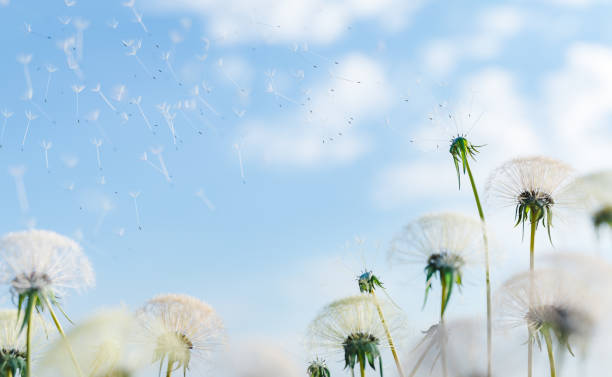 istock close-up of dandelions dropping seeds 1368192740