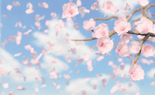 istock background of falling cherry blossoms and petals 1368192783