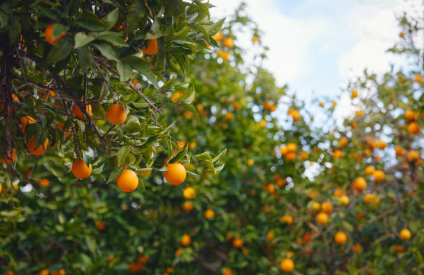 jardim laranja, fundo de verão. turquia distrito da cidade de demre - tangerine citrus fruit organic orange - fotografias e filmes do acervo