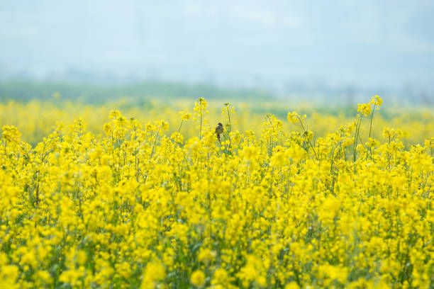 plantas de mostaza - mustard plant fotografías e imágenes de stock