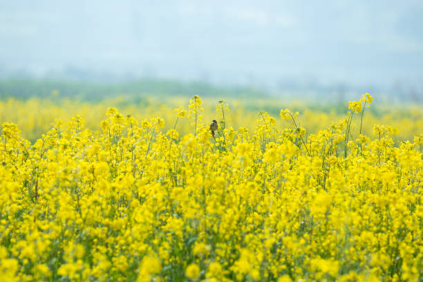 머스타드 비종교 - mustard plant 뉴스 사진 이미지