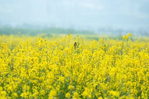 Beautiful mustard field Bungamati, Lalitpur.