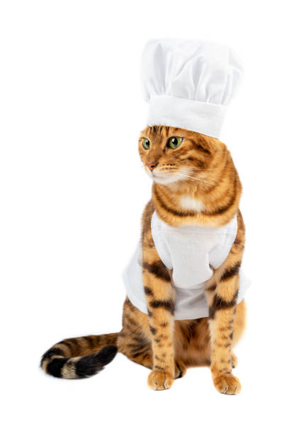 istock A cat dressed as a chef looks away. 1368193441
