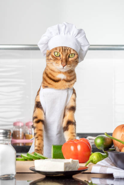 ginger cat and ingredients for greek salad. - domestic cat towel pets animal imagens e fotografias de stock