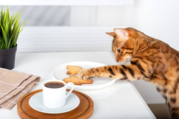 the cat reaches out with its paw for a cookie in a plate. - domestic cat towel pets animal imagens e fotografias de stock