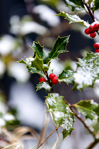 The berries of holly glow red in winter