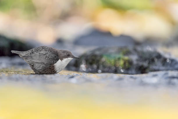 istock Time to dive for the beautiful Dipper (Cinclus cinclus) 1368194493