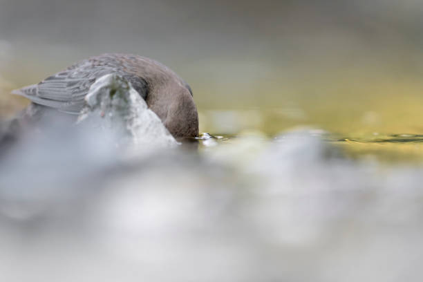 istock Underwater, White throated dipper at hunt(Cinclus cinclus) 1368194642