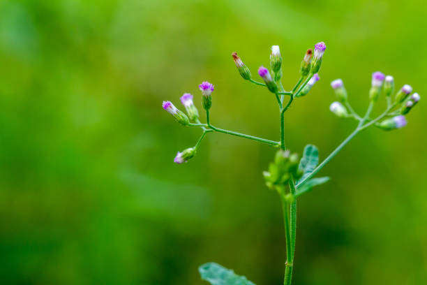 Little Ironweed Flower Stock Photos, Pictures & Royalty-Free Images - iStock