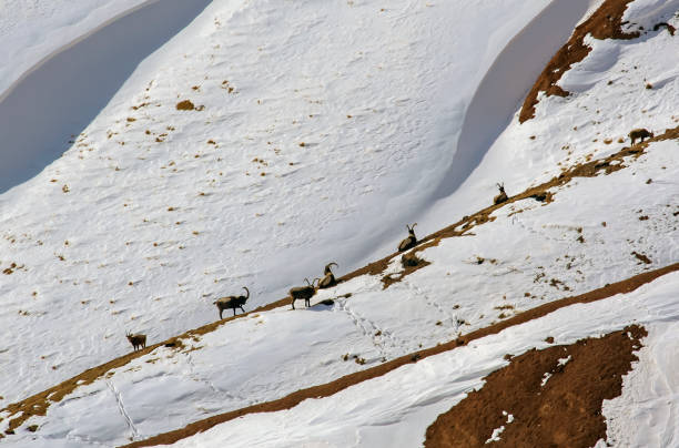 Herd of wild ibex on snow-covered mountain slope. Group of Siberian mountain goats of different ages on day break.
