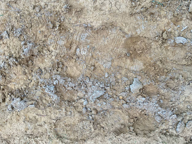 istock A frozen sandy soil as a texture or background. 1368196837