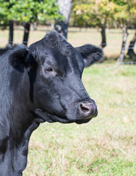 istock Black Angus cow portrait - 1368197447