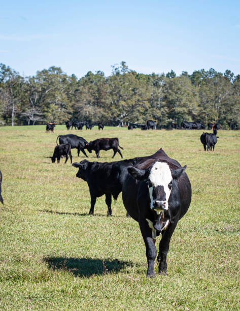 istock Black baldy cow walking toward camera 1368197462