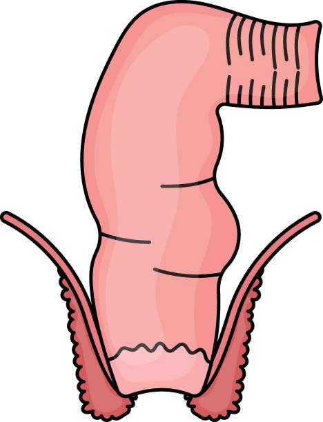 대형 장 벡터 색상 아이콘 디자인, 장기 시스템 기호, 인간 해부학 기호, 인체 부품 스톡 일러스트레이션, 휴먼 직장 개념 - urethral sphincter stock illustrations