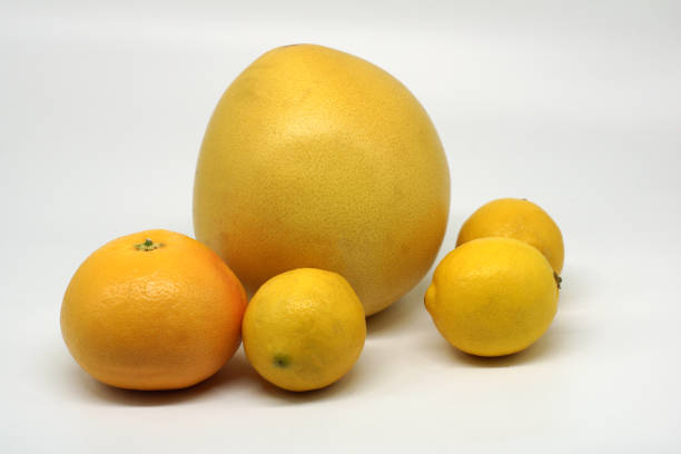 A grapefruit, a pummelo and three lemons isolated on a white background