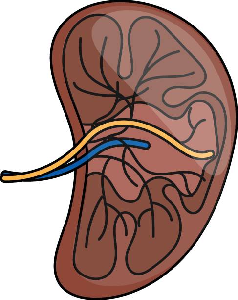 ilustrações de stock, clip art, desenhos animados e ícones de human kidney cross section concept vector color icon design, organ system symbol, human anatomy sign, human body parts stock illustration - animal internal organ