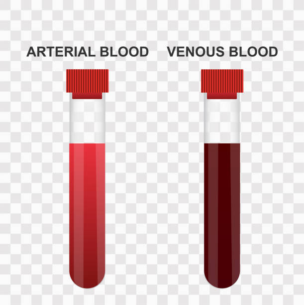 ilustrações de stock, clip art, desenhos animados e ícones de venous and arterial blood in test tubes. realistic illustration - test tube illustrations