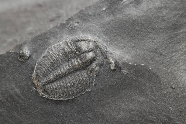 elrathia kingii fossile de trilobite - trilobite photos et images de collection