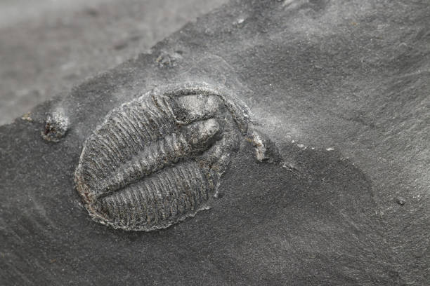 istock Elrathia Kingii Trilobite fossil 1368199804