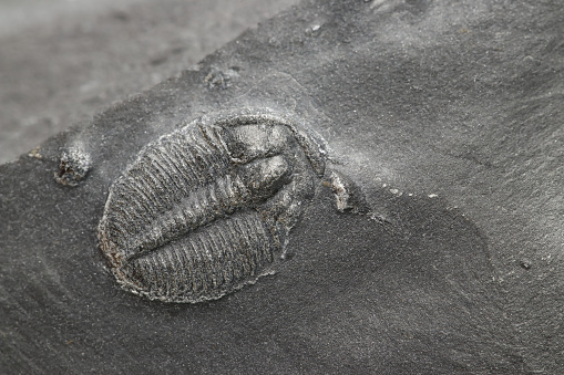 Elrathia Kingii Trilobite fossil
