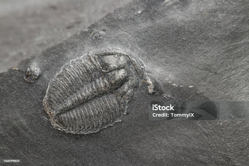 Elrathia Kingii Trilobite fossil Elrathia Kingii Trilobite fossil in shale stone (Cambrian age). (shallow dof) Fossil Stock Photo