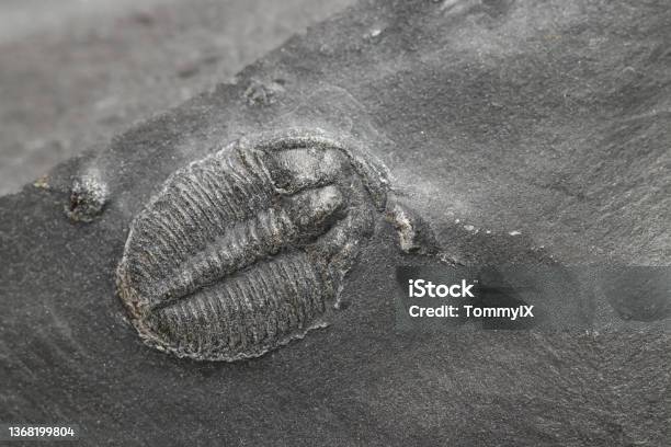 Elrathia Kingii Trilobite Fossil Stock Photo - Download Image Now - Fossil, Trilobite, Cambrian