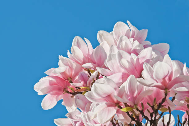 primer plano de magnolia floreciente contra el cielo azul - magnolia bloom fotografías e imágenes de stock