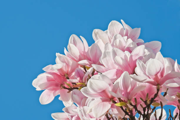 gros plan du magnolia en fleurs contre le ciel bleu - spring magnolia flower sky photos et images de collection