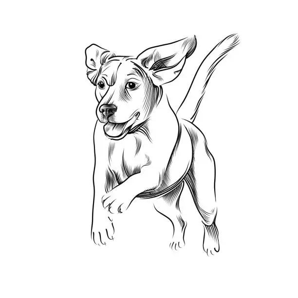 Vector illustration of Running dog hand drawn sketch