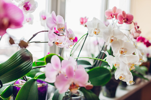 Las orquídeas phalaenopsis florecen en el alféizar de la ventana. Plantas caseras en flor. Flores blancas, moradas, rosadas photo