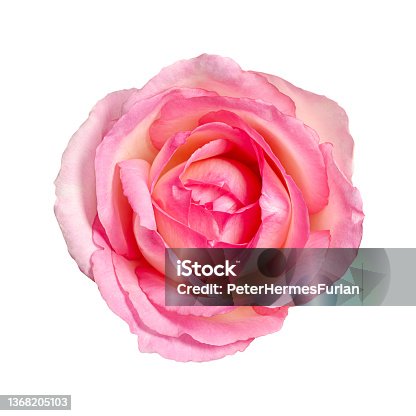 istock Rose blossom, flower head from above, isolated, on white background 1368205103