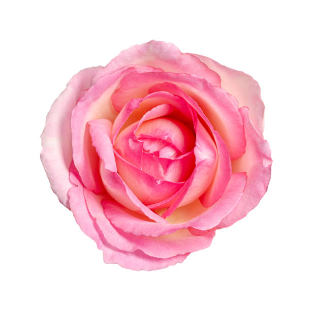 Rose blossom, flower head from above, isolated, on white background Rose blossom, from above, isolated, on white background. Light pink colored, flower head of a freshly cut garden rose, also known as China, Chinese or Bengal rose, Rosa chinensis, an ornamental plant. rosa chinensis stock pictures, royalty-free photos & images