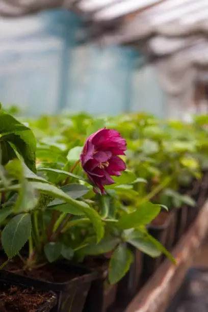 Industrial growth of Hellebore orientalis Anemone pink picotee, beautifulflowers for winter garden