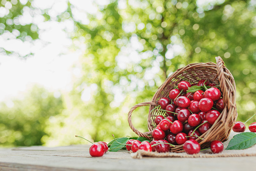 Overturned wicker basket outdoor with big sweet cherries on a piece of cloth on wooden terrace or table background, blurred green trees background. Huge and massive organic cherry berries with leaves