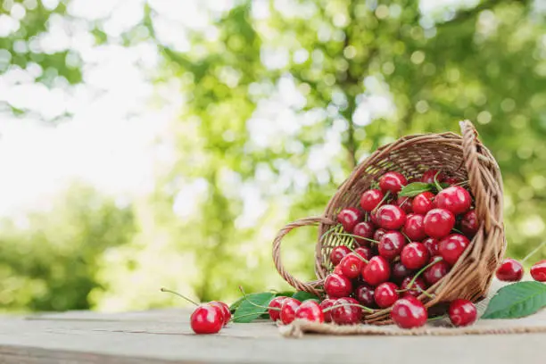Photo of Overturned basket with big sweet cherry berries on a wooden table