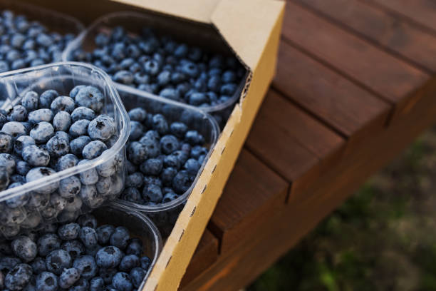 istock Box or crate with collected fresh blueberries. Berries agriculture business 1368205988