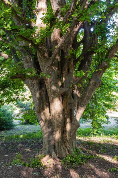 istock Large multi-stemmed camphor tree (Cinnamomum camphora), common camphor tree or camphor laurel with evergreen leaves. Adler arboretum 