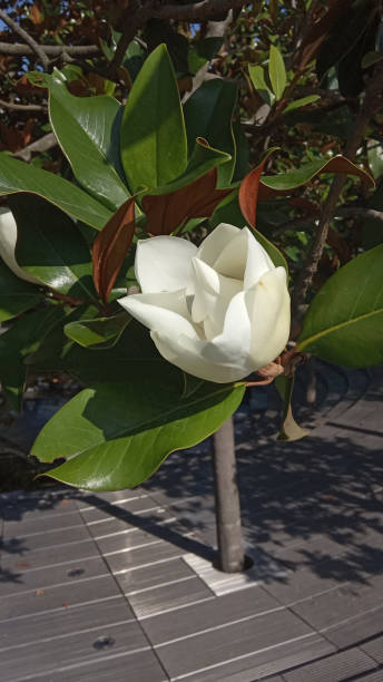 weiße große blüte am zweig der immergrünen südlichen magnolie (magnolia grandiflora) mit grünen blättern auf verschwommenem hintergrund. selektiver fokus. nahaufnahme. stadtpark "krasnodar". sommer 2021. - evergreen magnolia stock-fotos und bilder