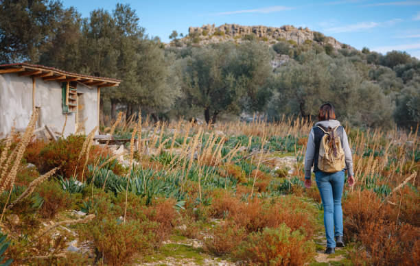 walk in olive grove, Harvest ready to produce extra virgin olive oil