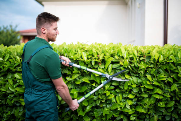 istock Professional landscaper trimming hedge. 1368207248