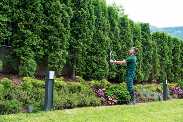 istock Professional landscaper trimming hedge. 1368207263