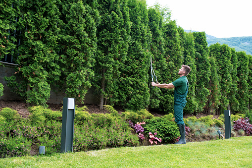 Professional landscaper trimming hedge using gardening clippers.