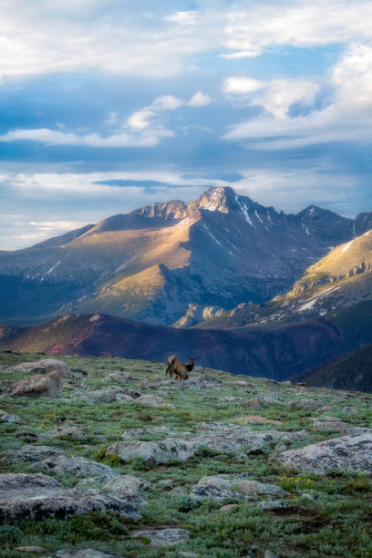 лоси пасутся в тундре под горой лонгс пик - longs peak стоковые фото и изображения